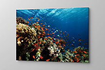 Obraz Koralový útes zs1130